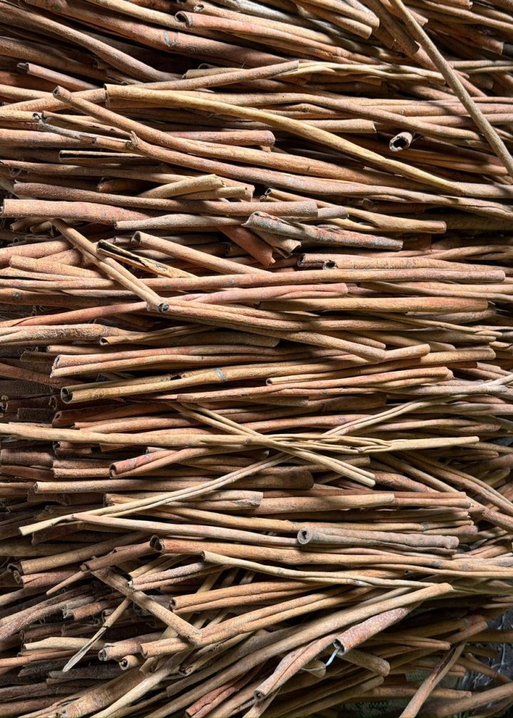 Cinnamon of PT GLOBAL ALAM ANDALAS 3