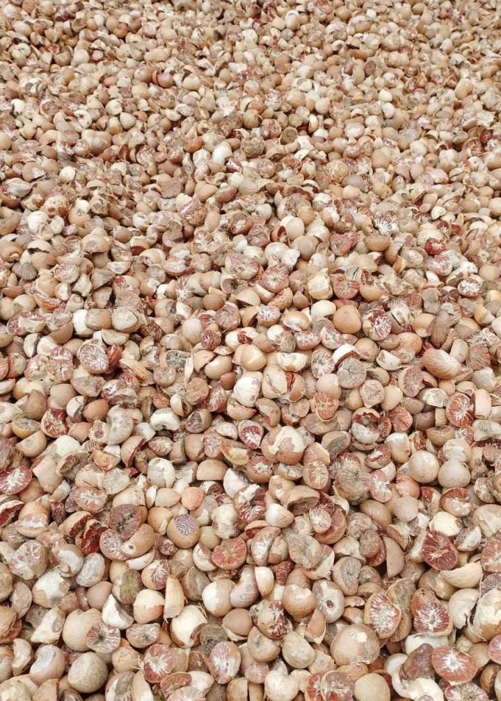 PT GLOBAL ALAM ANDALAS – BETEL NIT (1)